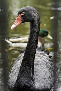 Black swan swimming in lake
