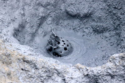 High angle view of a turtle on rock