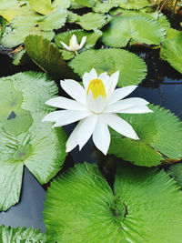 Close-up of white flower