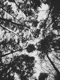 Low angle view of trees against sky