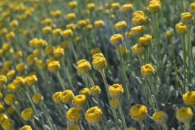 Close-up of yellow flowering plants on field