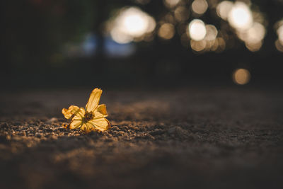 Close-up of yellow flowering plant on table