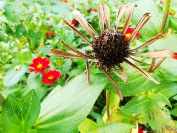 Close-up of insect on red flower