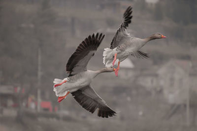 Geese flying