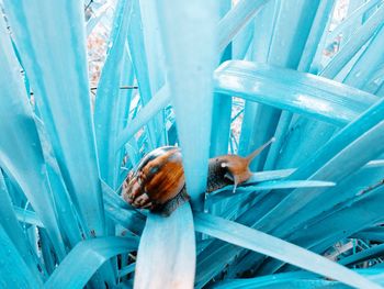 High angle view of butterfly on blue floor