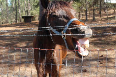 Close-up of horse standing against trees