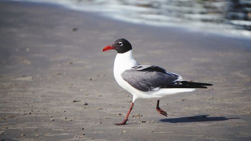 Side view of black-headed gull at beach