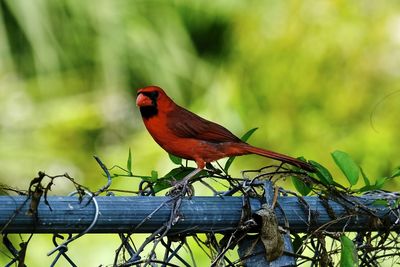 bird