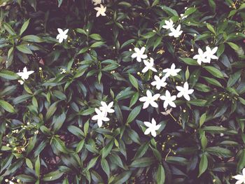 Close-up of white flowers blooming outdoors