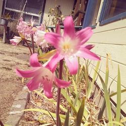 Pink flowers blooming in yard