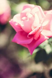 Close-up of pink flower