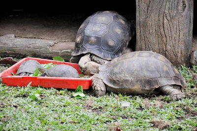 View of turtle in field