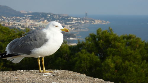 Close-up of seagull perching on retaining wall against sea