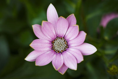 Close-up shot of a violet flower 