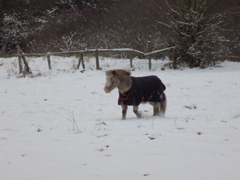 Dog on field during winter