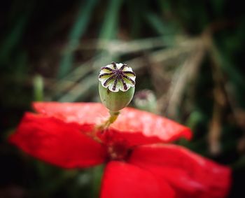 Close-up of red flowering plant