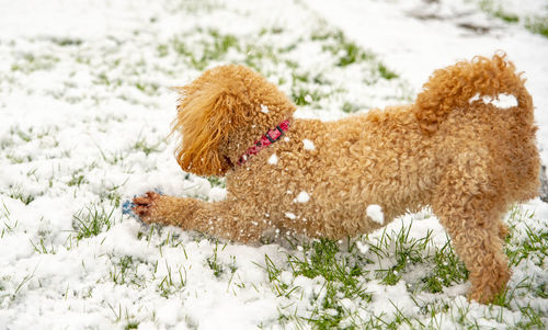 View of a dog on snow covered land