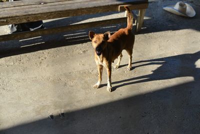 High angle view of dog on floor