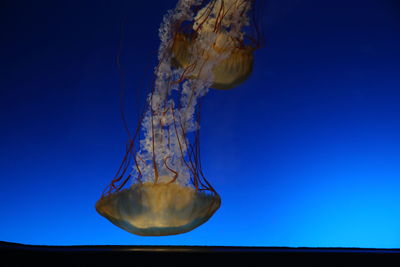 Close-up of jellyfish in water