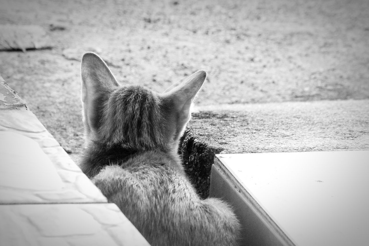 REAR VIEW OF A DOG LOOKING AT CAMERA