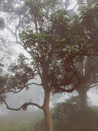 Close-up of tree against sky