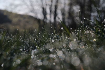 Close-up of water drops on plant