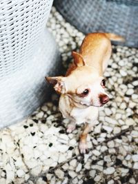 High angle portrait of dog relaxing outdoors