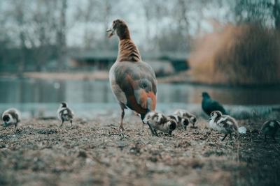 Ducks on riverbank