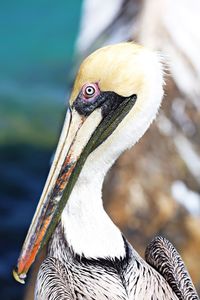 Close-up of a bird