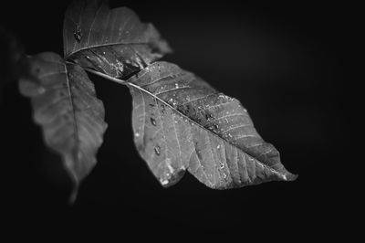 Close-up of wet leaves against black background