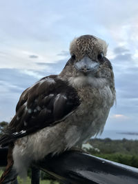 Close-up of bird perching on a rock