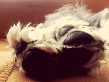 Close-up of dog sleeping