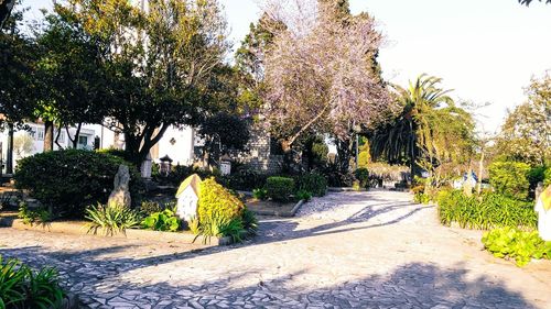 Plants growing on footpath