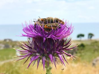 Close-up of honey bee on purple flowering plant