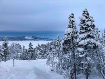 Snow covered trees on field against sky