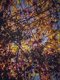 Low angle view of trees in forest during autumn