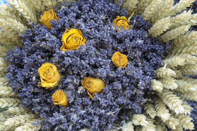 High angle view of yellow flowering plants