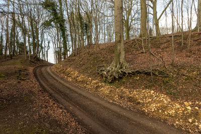 Road amidst trees in forest