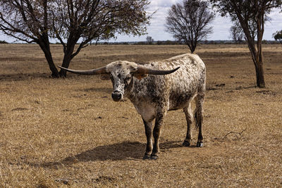 Texas longhorn cattle with enormous horns amongst trees in a dry paddock.