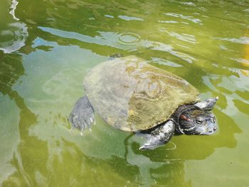 High angle view of turtle in lake