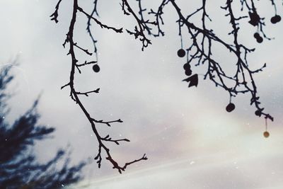 Low angle view of silhouette bare tree against sky during winter