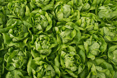 High angle view of vegetables