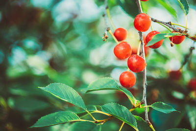 Close-up of red berries growing on tree