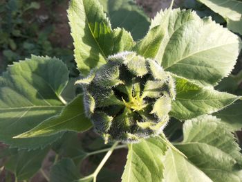 Close-up of plant