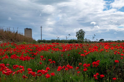 Red poppy flowers on field against sky