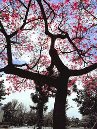 Low angle view of flower tree against sky