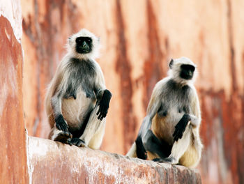 Low angle view of langurs sitting on retaining wall