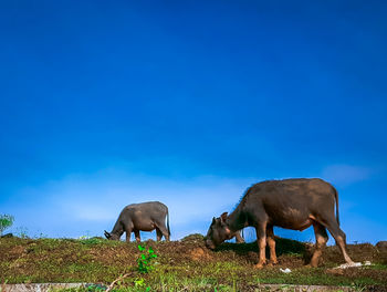 Lanscape photo with two additional buffaloes