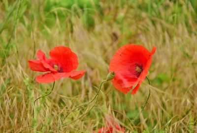 Close-up of red poppy flower on field