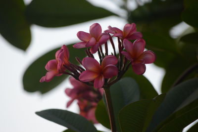 Close-up of pink flowering plant